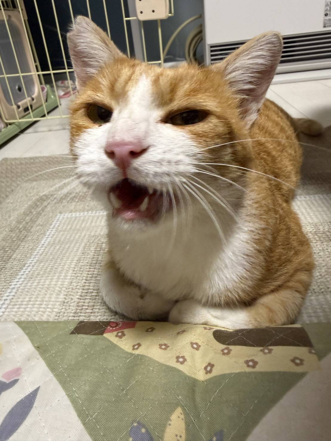 正面を向いて鳴いている茶白の猫