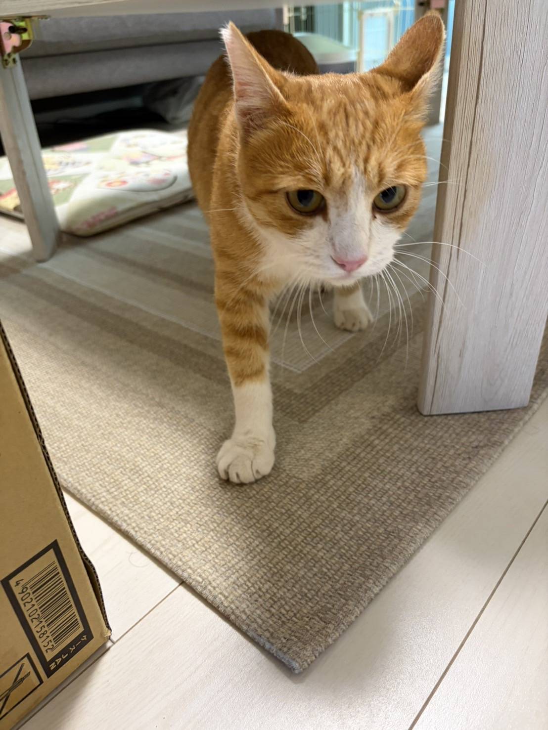 室内を歩く耳にカットのある茶白の猫