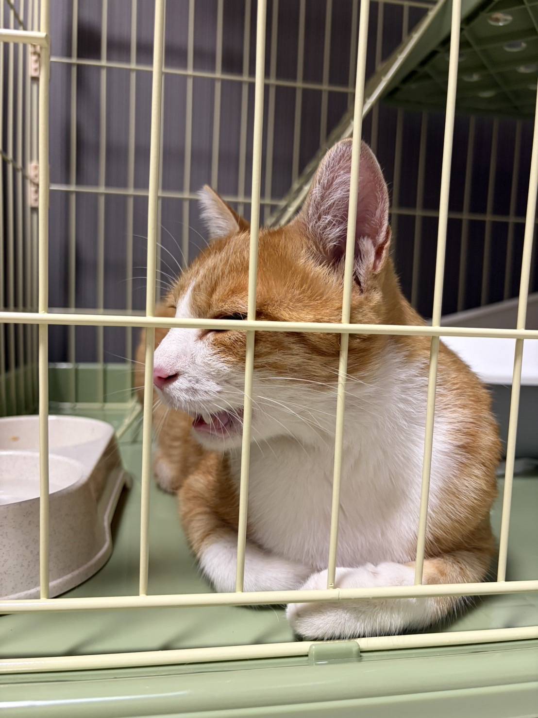 ケージの中でくつろぐ茶白の猫
