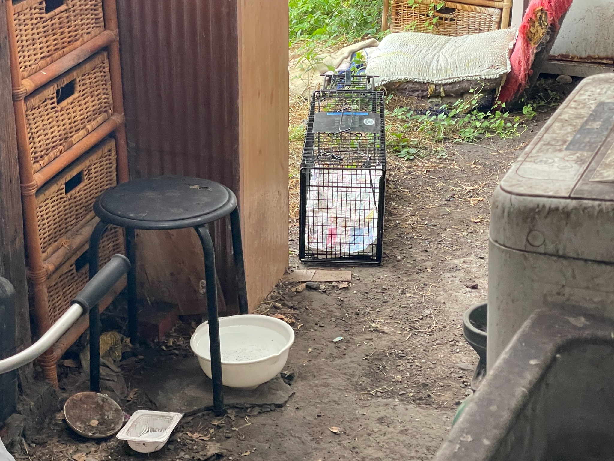 曙町に設置した捕獲器