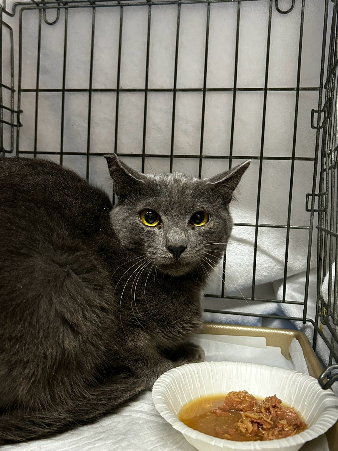 手術を受けた猫 1