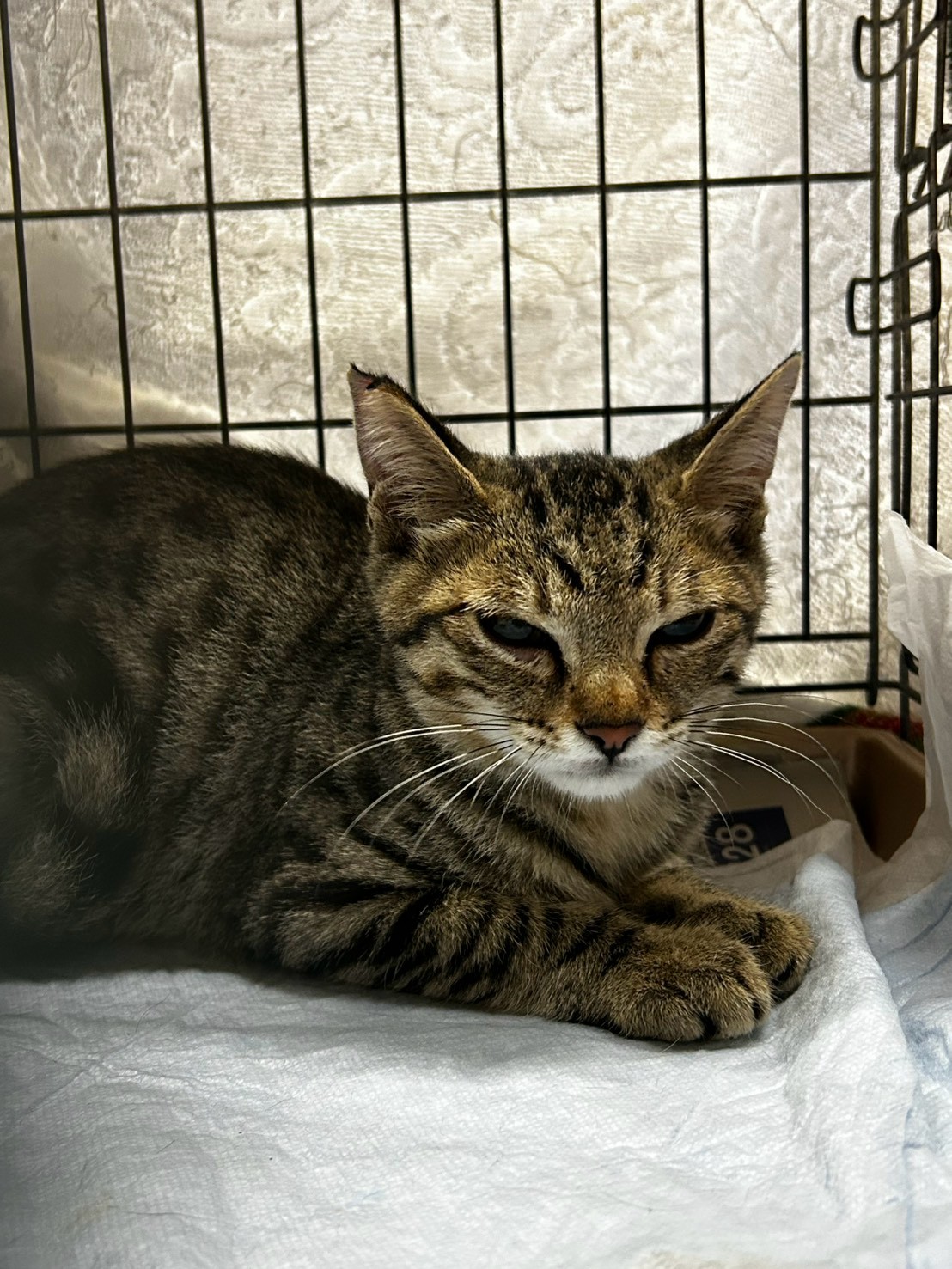 手術を受けた猫 3