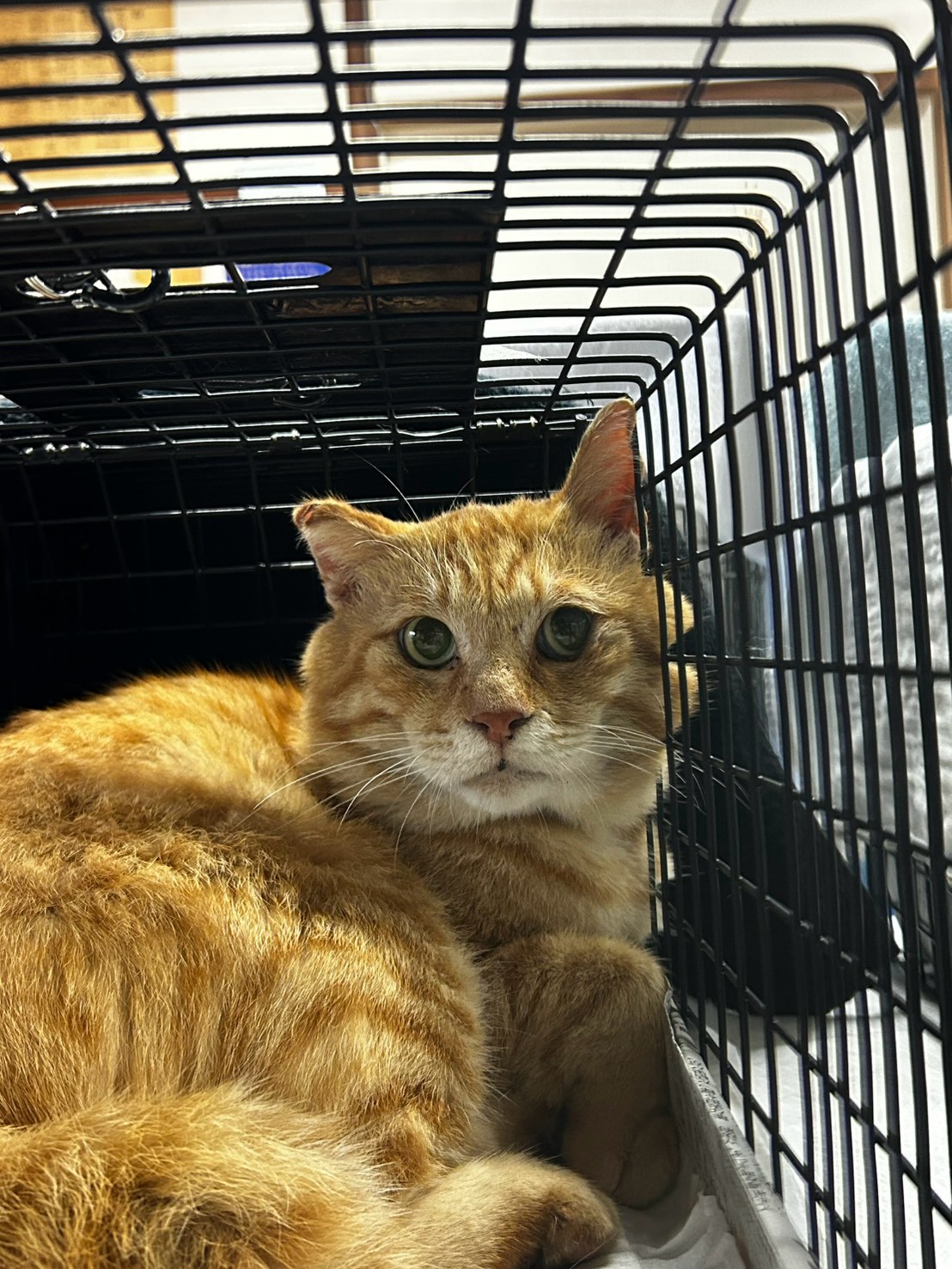 手術を受けた猫 7