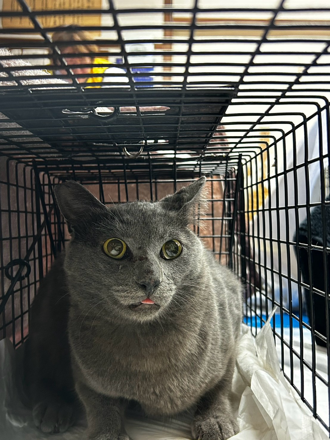 手術を受けた猫 8