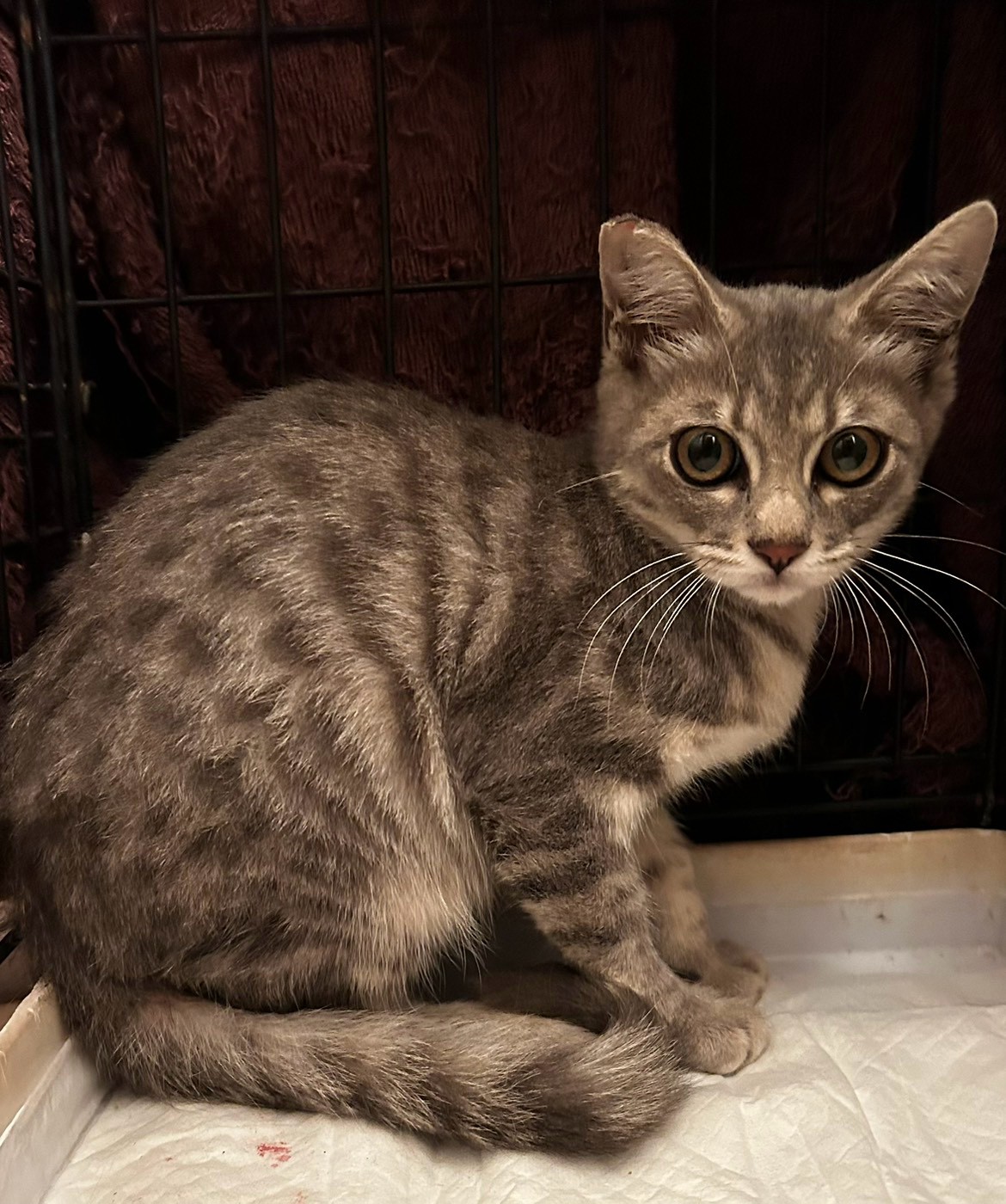 手術を受けた猫 9
