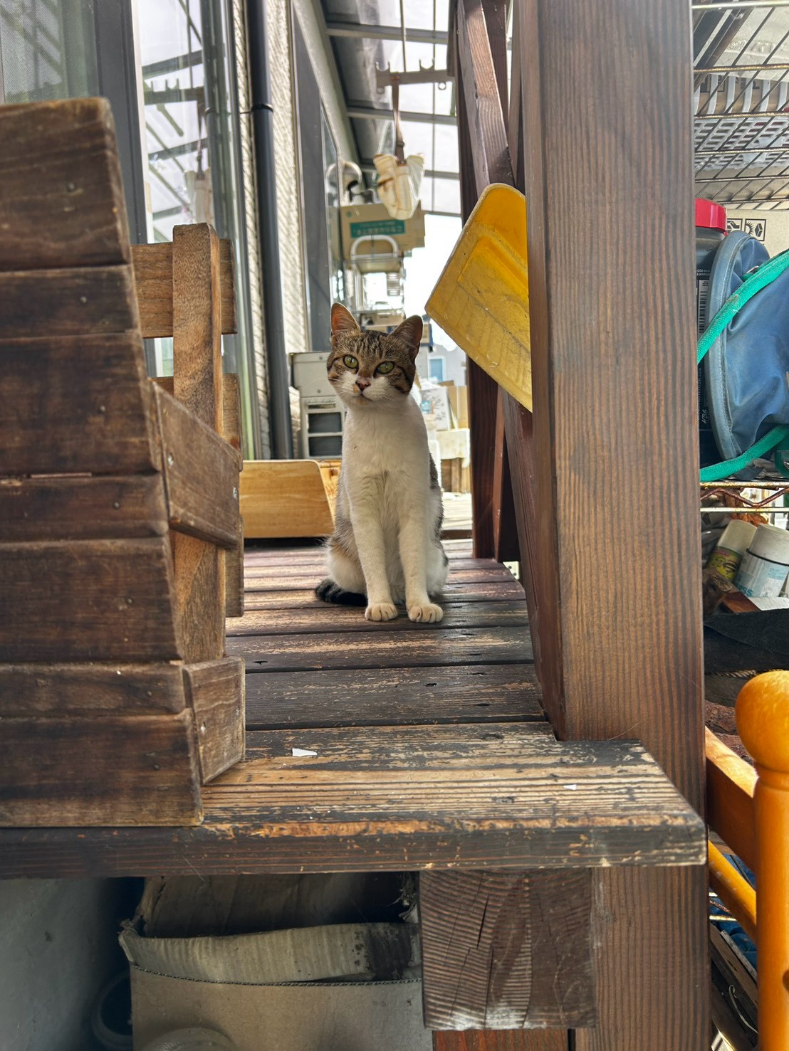 住宅付近で過ごすキジ白の猫