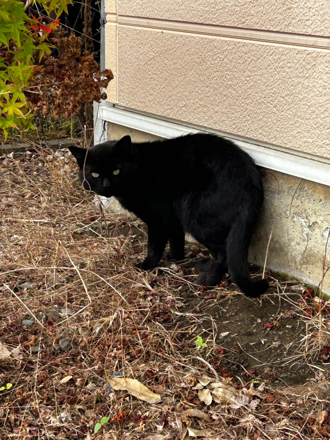 草むらで確認したキジトラの猫