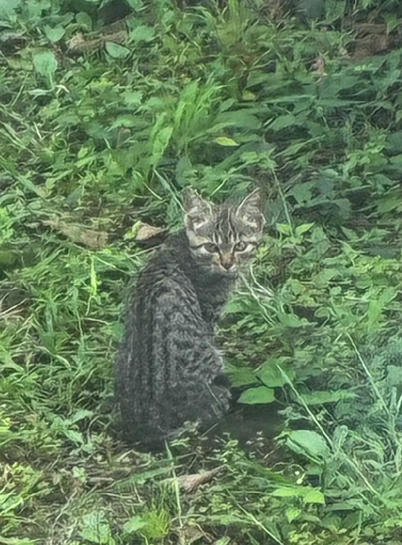 住宅付近で確認した黒猫