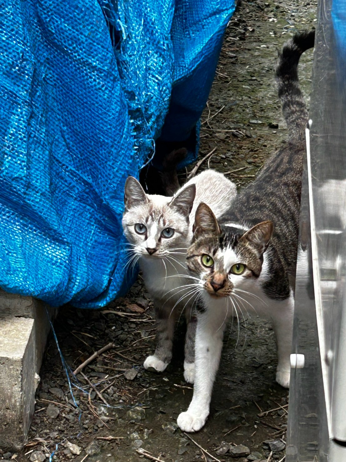 寄り添う親猫と子猫