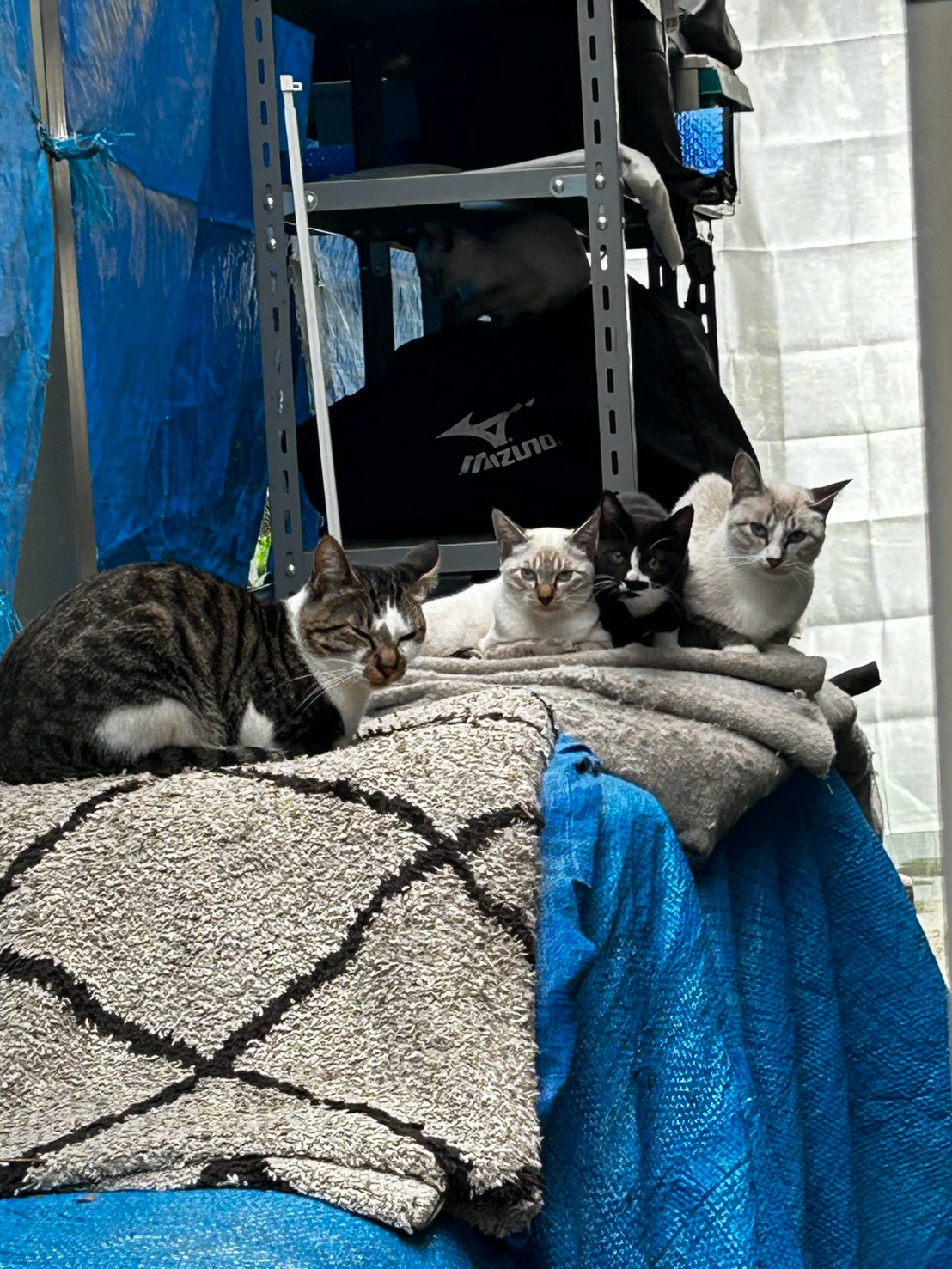 一緒に過ごす猫の家族