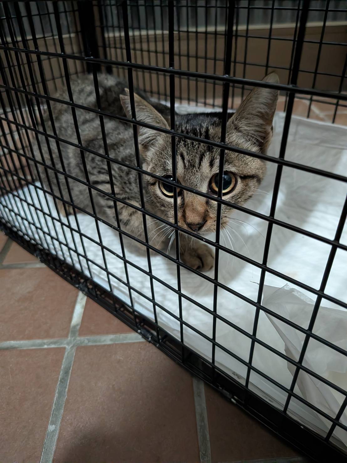 TNRのために捕獲したキジトラの猫