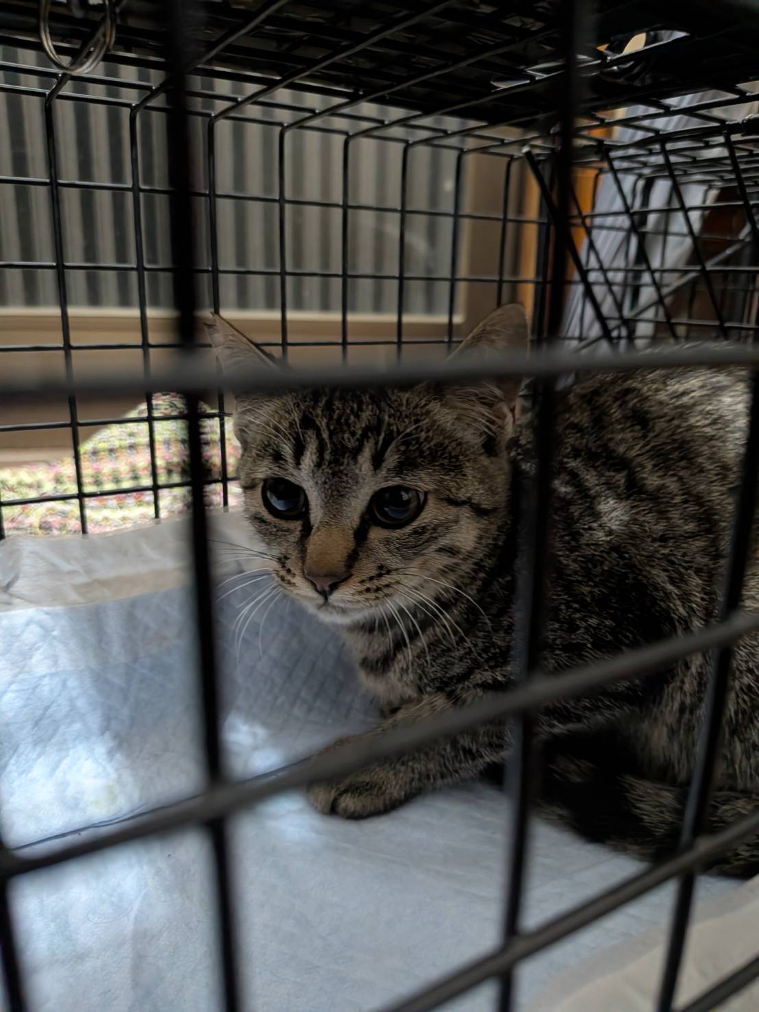 ケージの中で過ごすキジトラの猫