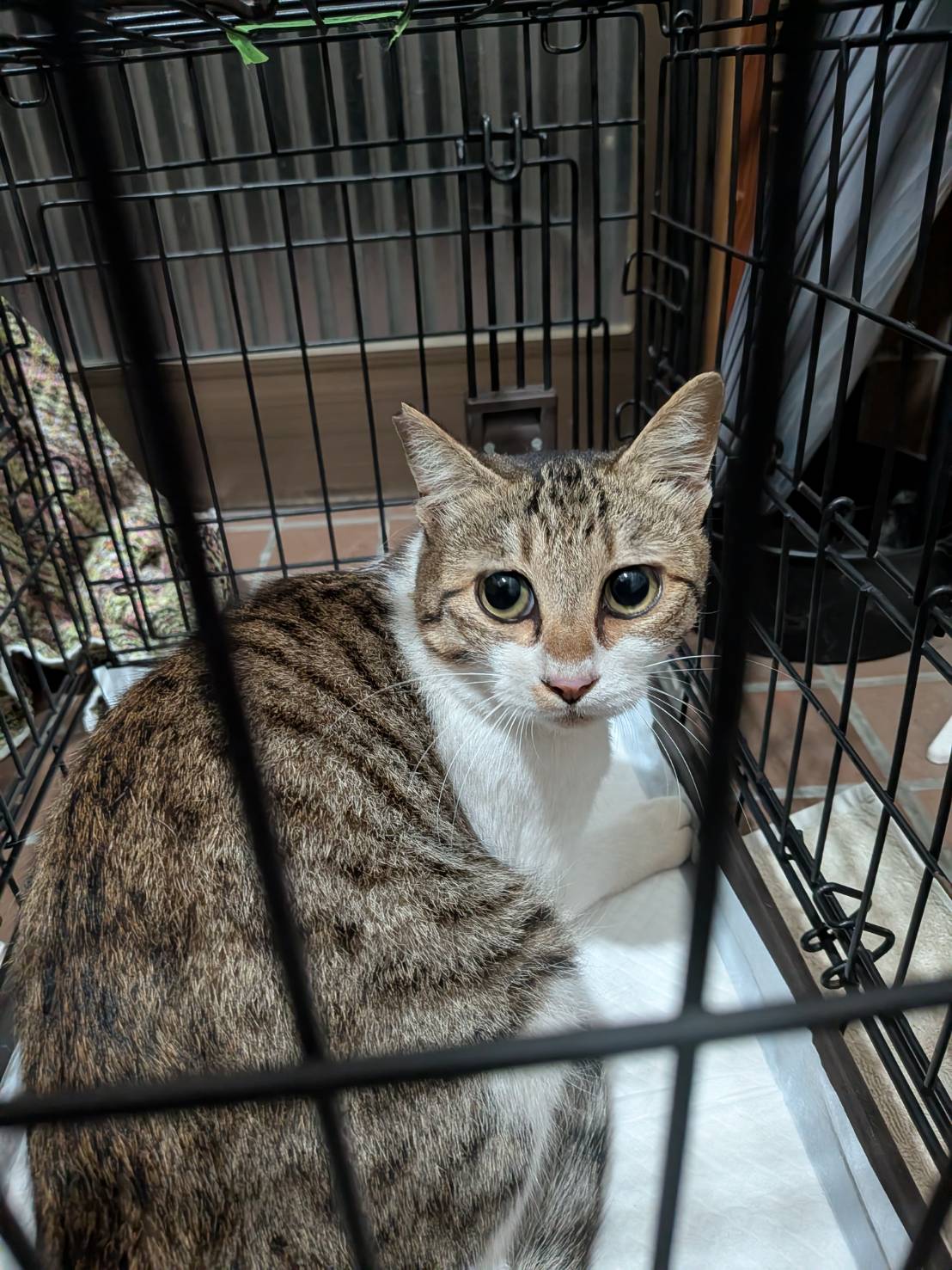 TNRのために捕獲したキジ白の猫